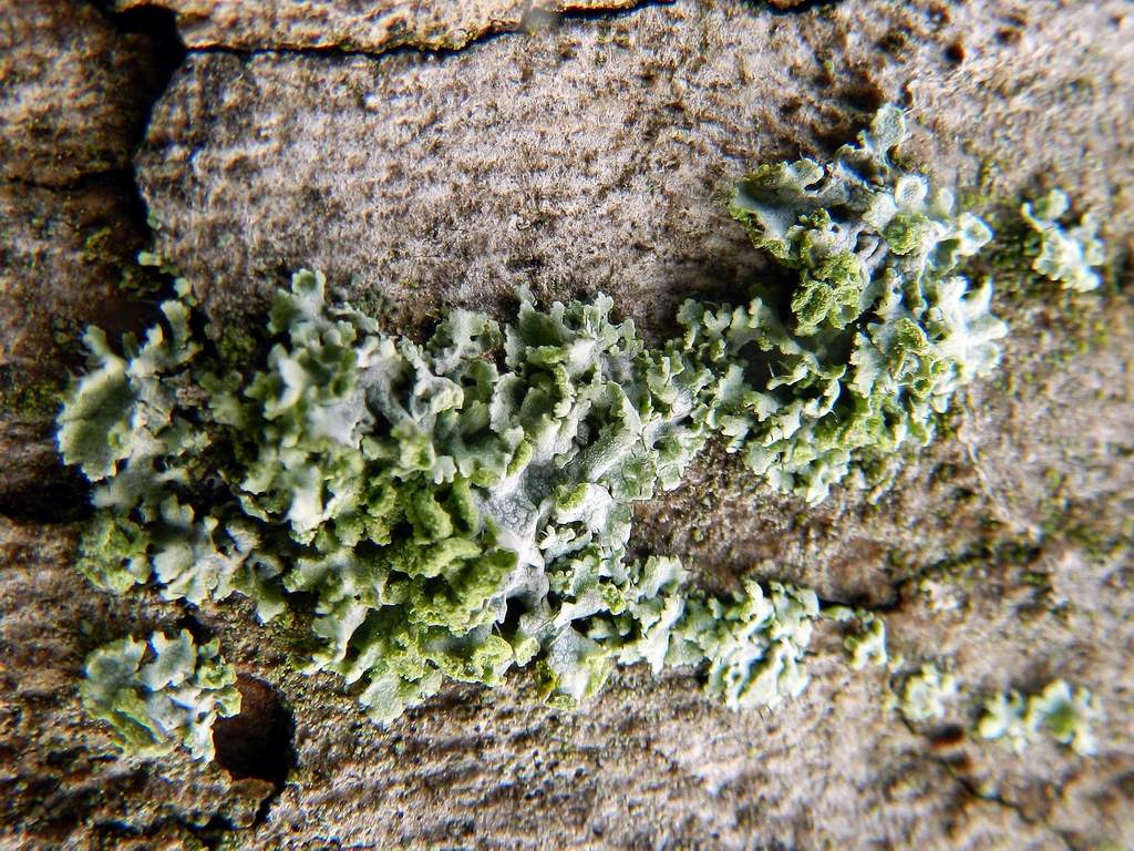 Parmelia sp. ?